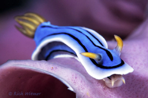 Chromodoris lochi. D300/Inon Strobes/105mm. by Richard Witmer 
